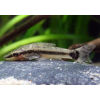 Otosek - Otocinclus affinis